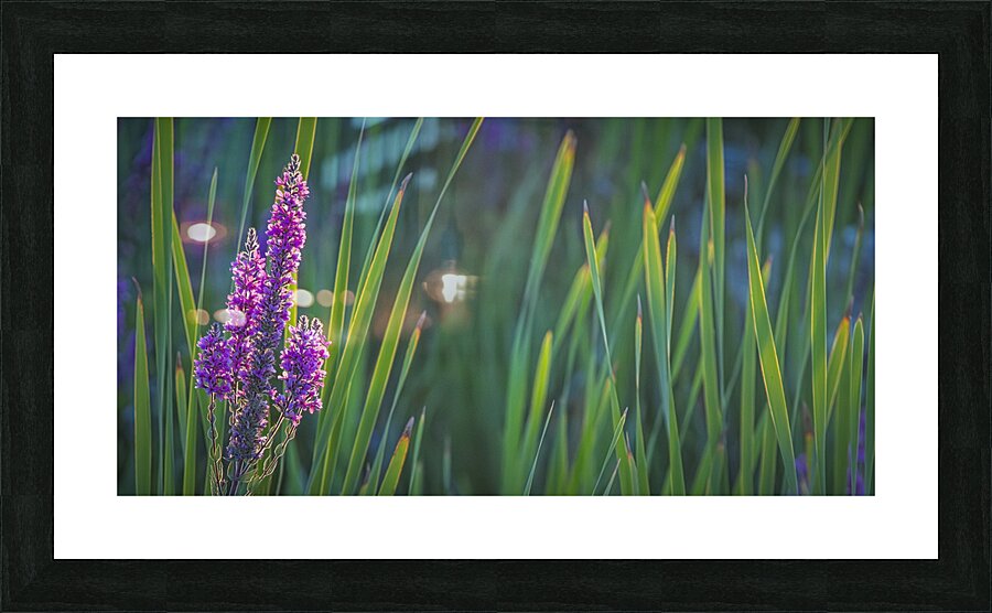 FS240811DW Picture Frame print