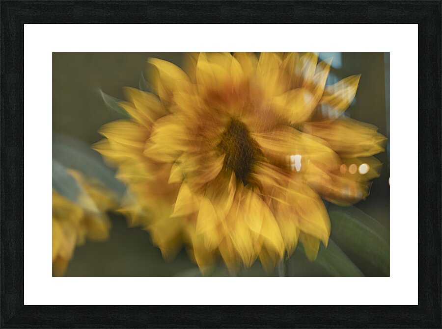 FS240907 SUNFLOWER Picture Frame print
