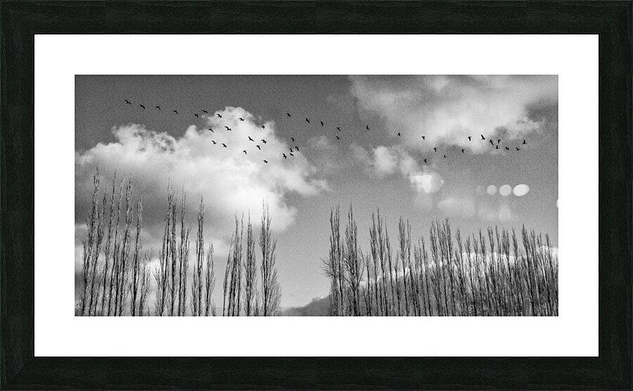 FS240207 GEESE Picture Frame print
