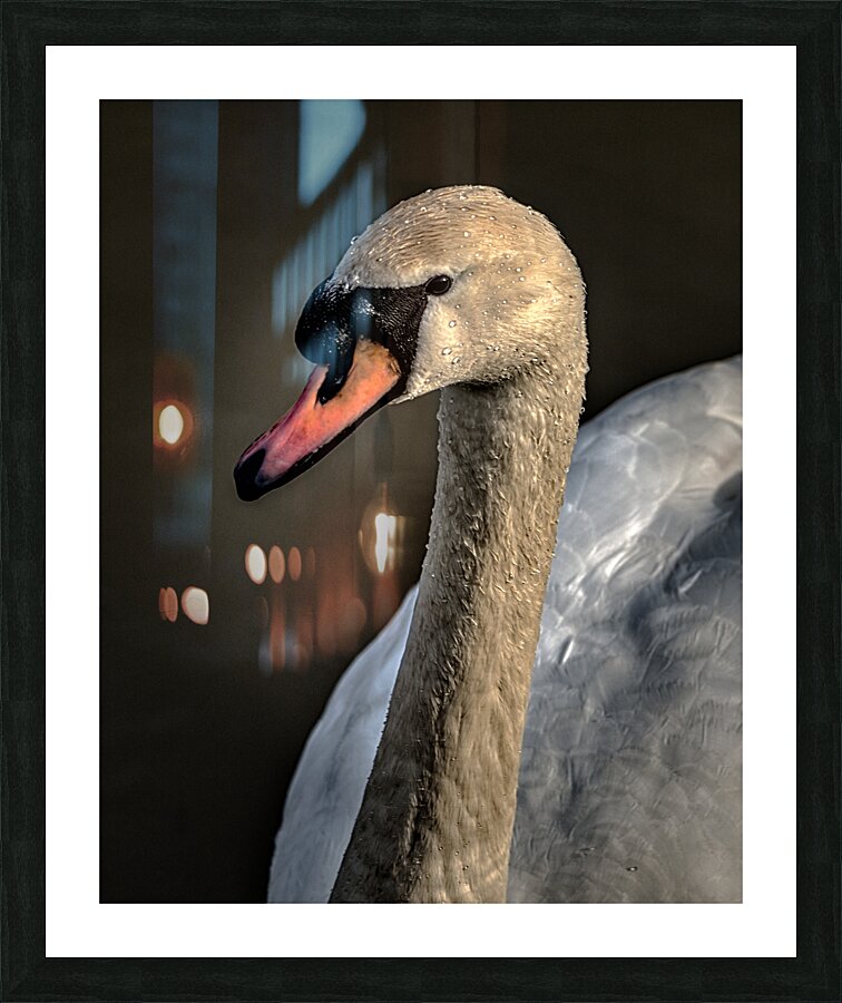 FS210303 SWAN Picture Frame print