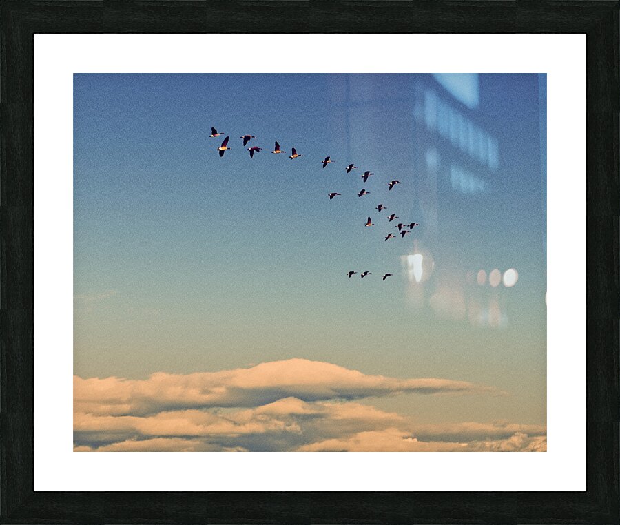 FS240929 GEESE Picture Frame print
