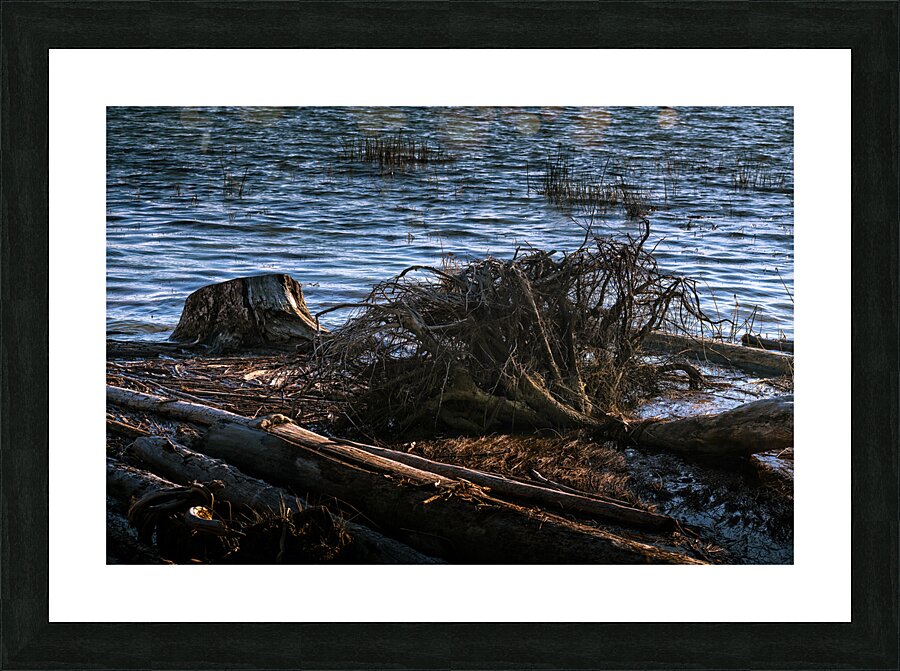 FS240929 ROOTS Picture Frame print