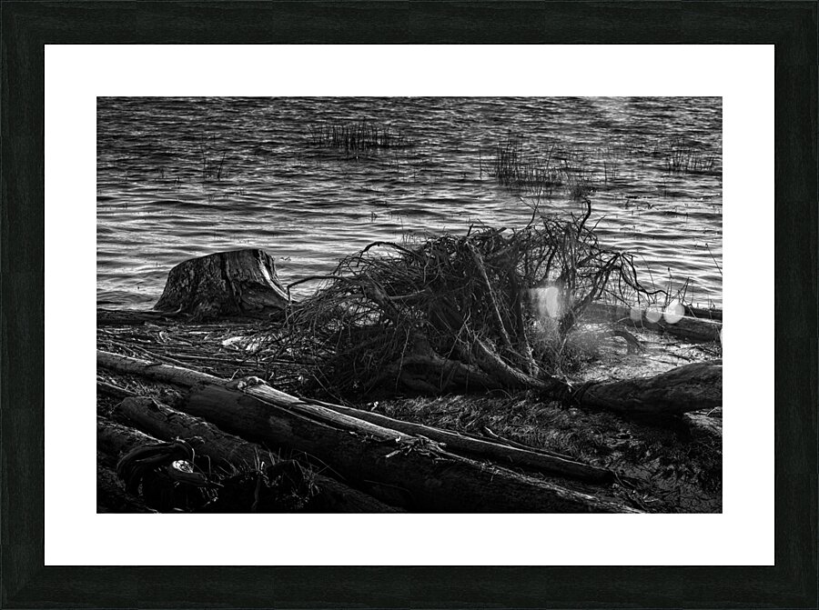 FS240929 ROOTS BW Picture Frame print