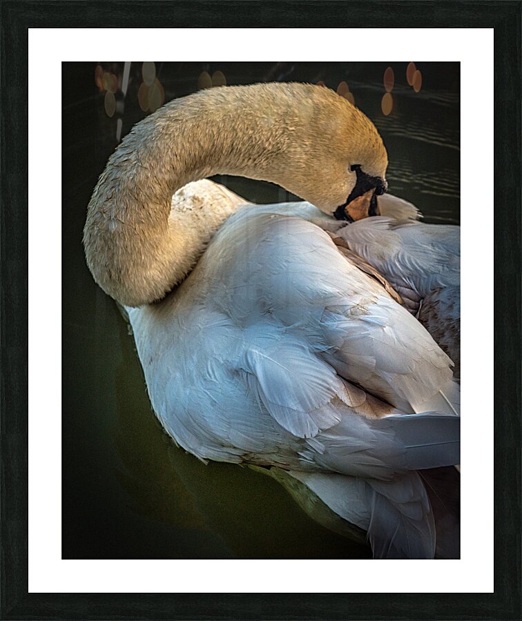 FS230602SW Picture Frame print