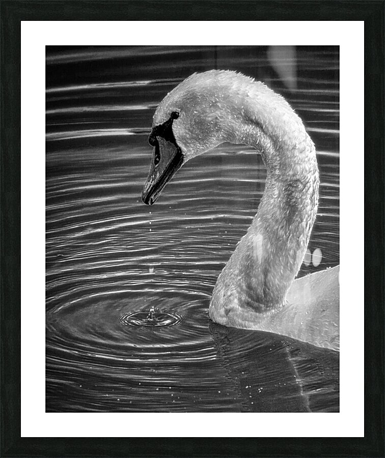 FS230602 00 Picture Frame print
