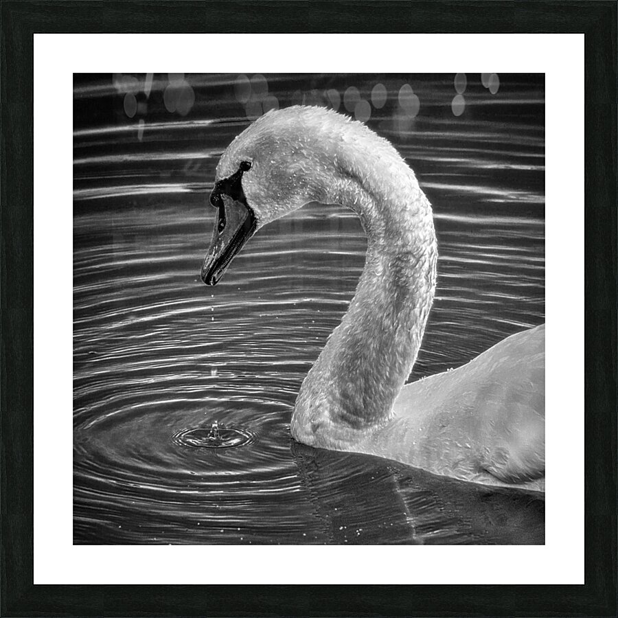 FS230602S Picture Frame print