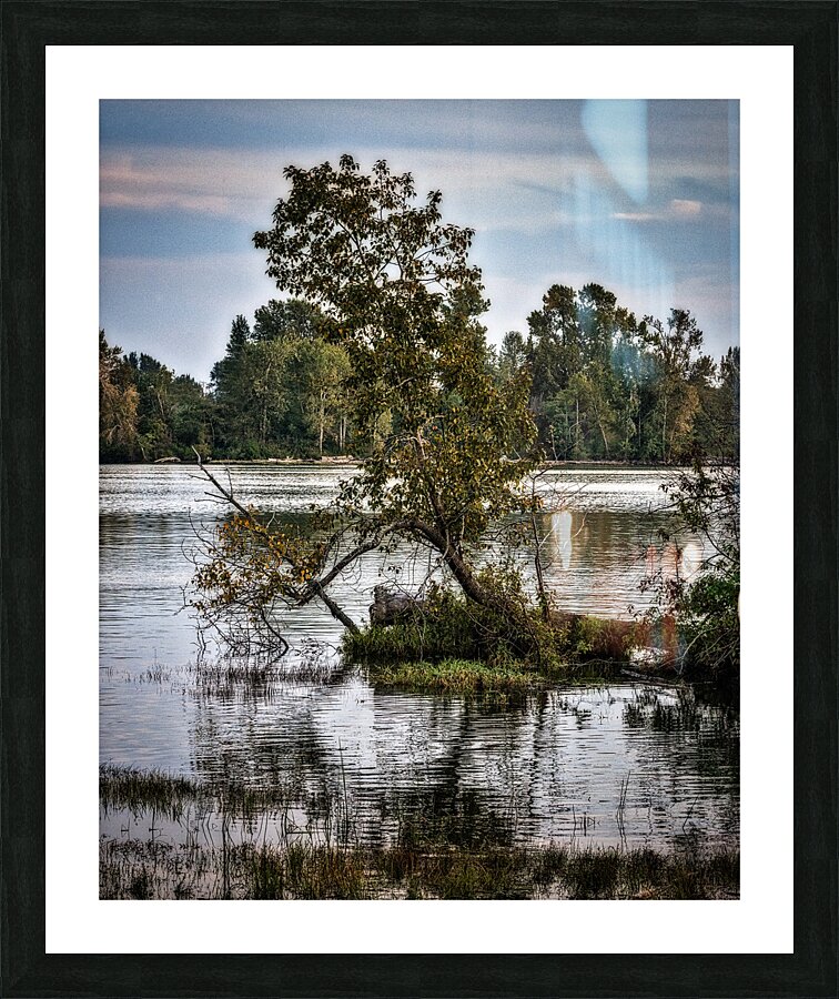 FS221006 TREES Picture Frame print
