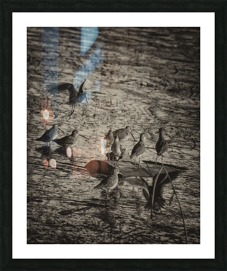 SANDPIPERS Picture Frame print