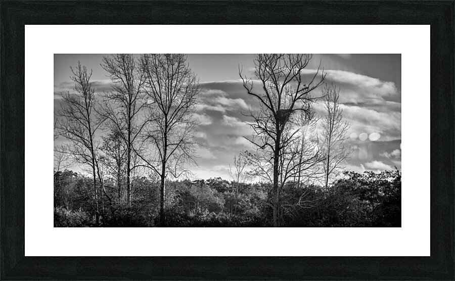FS241004 EAGLE NEST Picture Frame print
