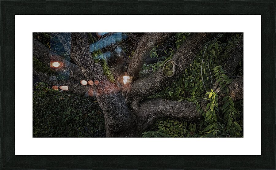 FS241203 A Tree Picture Frame print