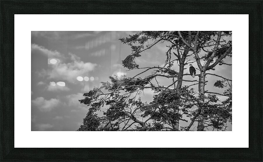 FS240802 BW EAGLE Picture Frame print