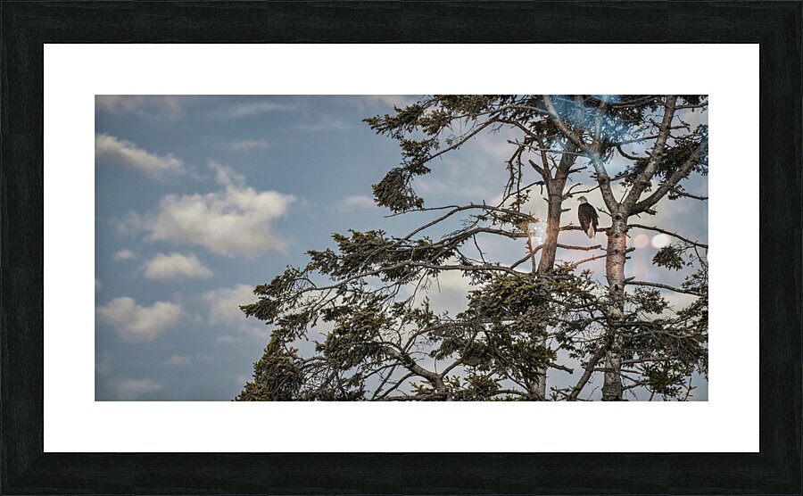 FS240802DW EAGLE UP ABOVE Picture Frame print