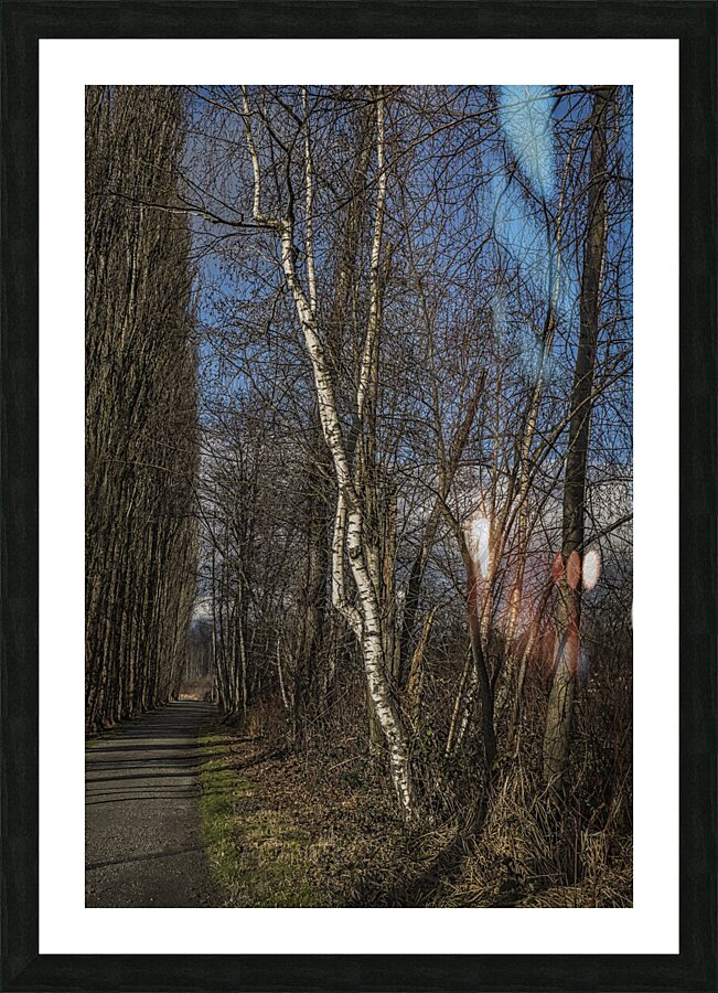 FS240207 BIRCH Picture Frame print