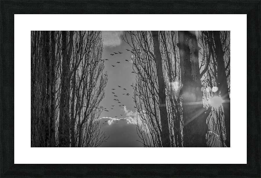 FS240207BW GEESE Picture Frame print