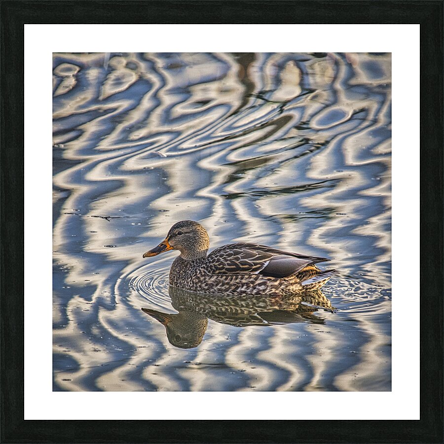 FS241224 DUCK Picture Frame print