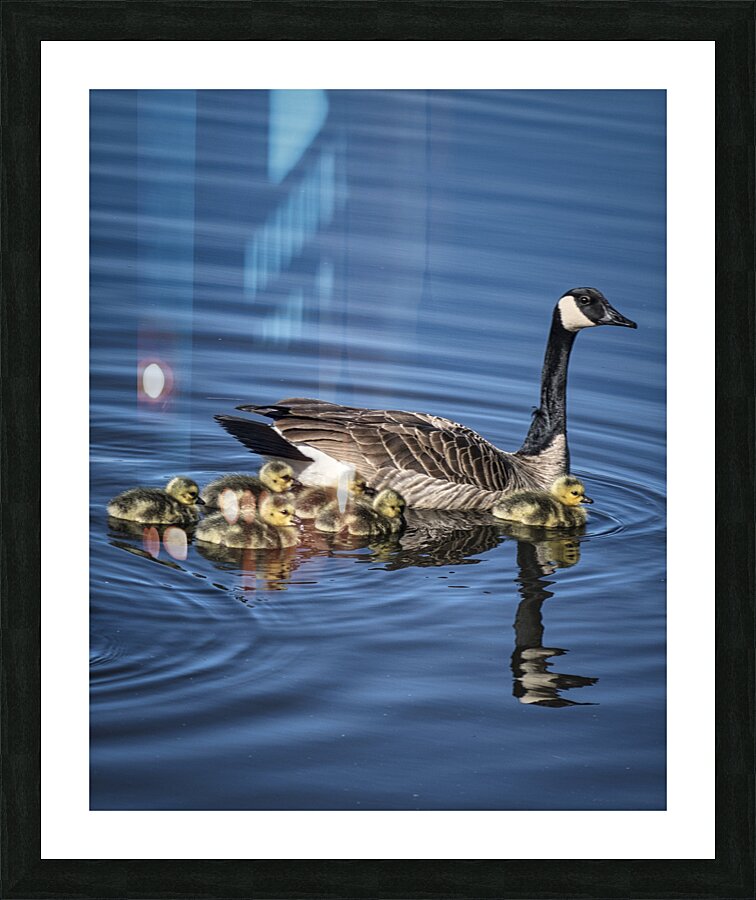 FS240422 MRS GOOSE FAMILY Picture Frame print