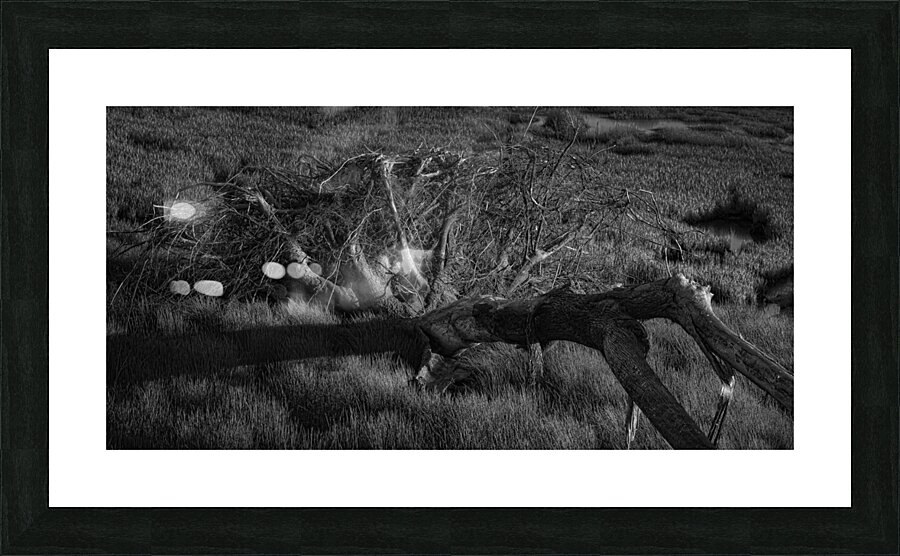 FS240430BW Picture Frame print