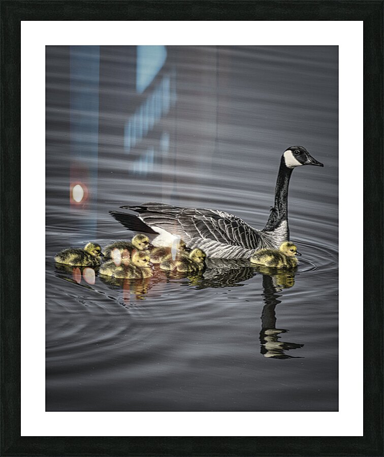 FS240422 GOOSE MOTHER AND KIDS Picture Frame print