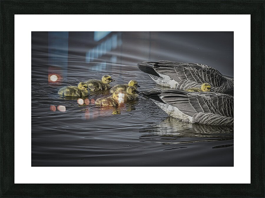 FS240422 GEESE FAMILY Picture Frame print