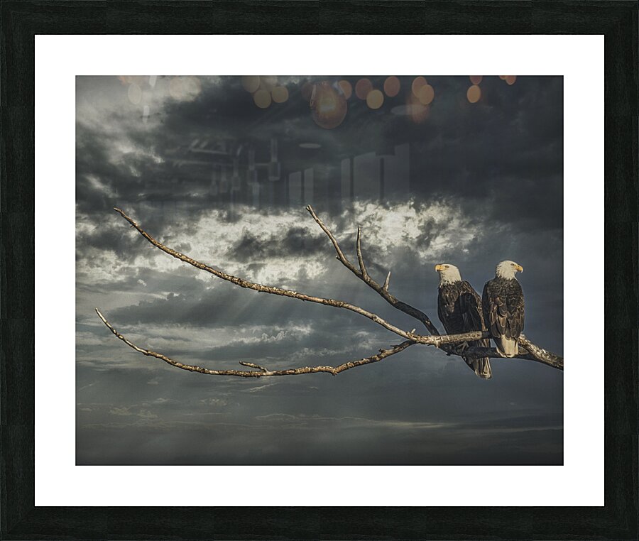FS250211 EAGLES TWOGETHER  25 Picture Frame print