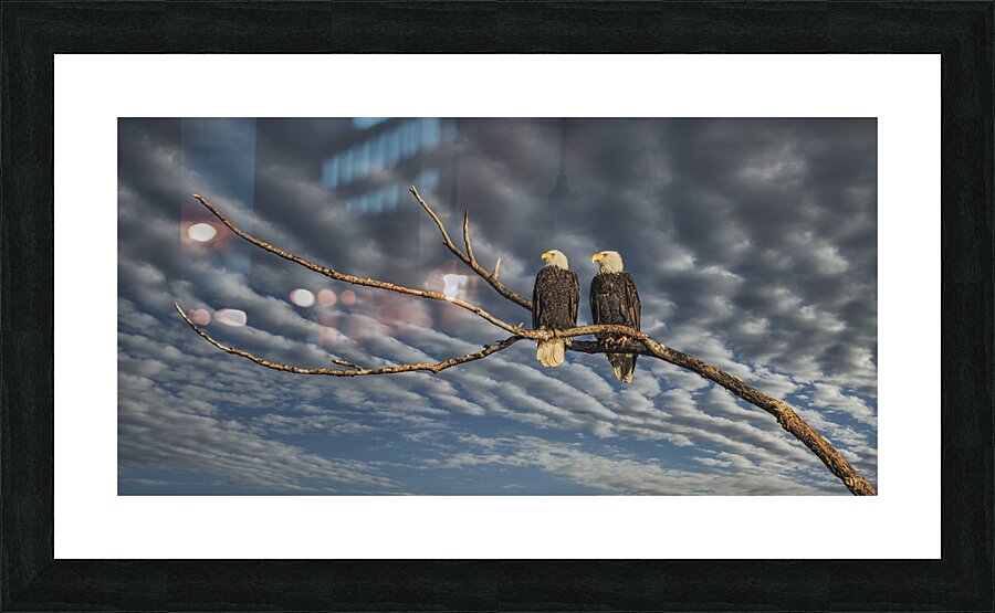 FS250211 EAGLES DW Picture Frame print