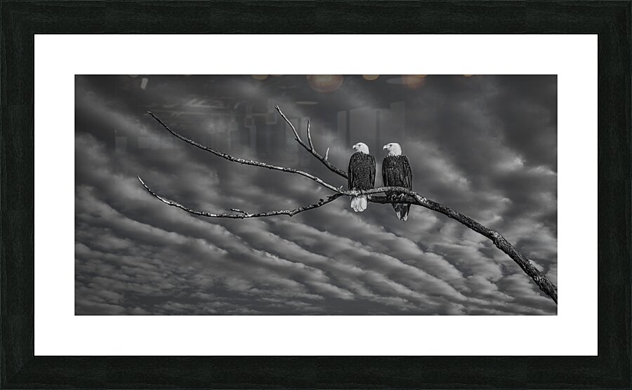 FS250211BW TWO EAGLES Picture Frame print