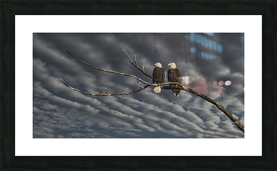 FS250211 TWO EAGLES DW1 Picture Frame print