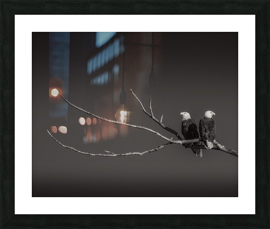 FS250211 EAGLES TWOGETHER B4 Picture Frame print