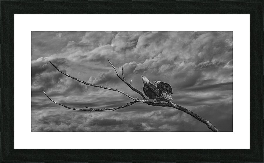 FS250211 BW TWO EAGLES Picture Frame print