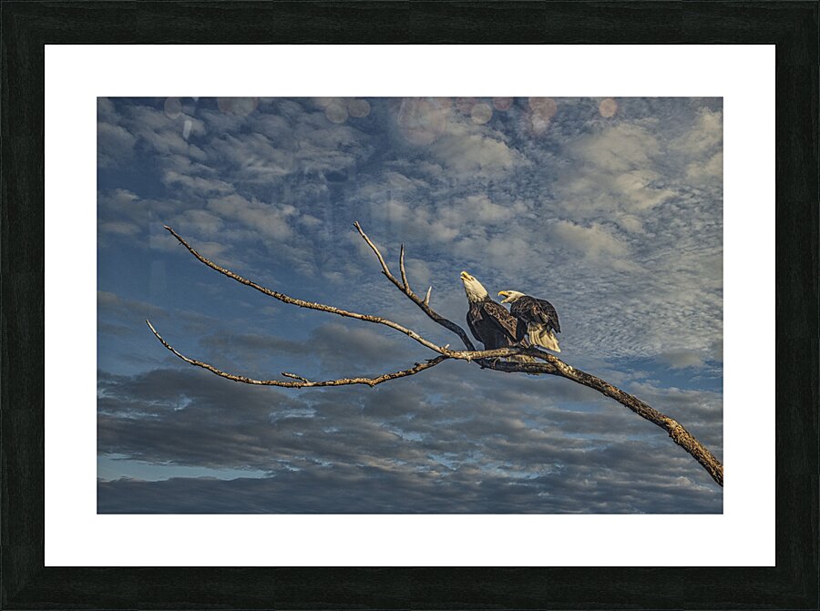 FS250211M EAGLES TWOGETHER Picture Frame print