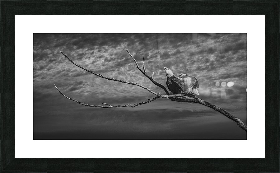 FS250211DW TWO EAGLES BW Picture Frame print