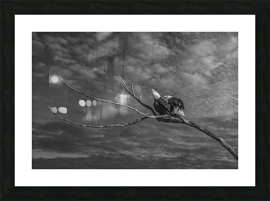 FS250211 EAGLES TWOGETHER BW2 Picture Frame print