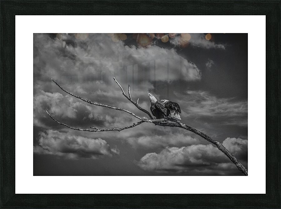 FS250211BW EAGLES CALLING Picture Frame print