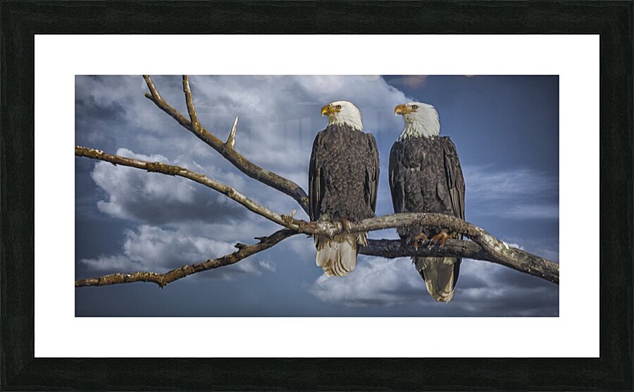 FS250211 PAIR OF EAGLES TWOGETHER 2 Picture Frame print