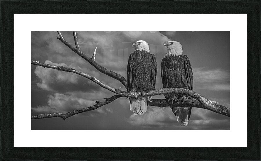 FS250211 EAGLES TWOGETHER BW Picture Frame print
