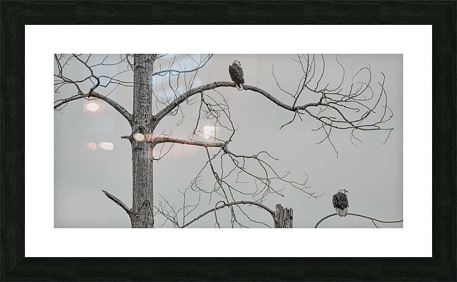 FS250209DBW TWO EAGLES HIGHKEY Picture Frame print