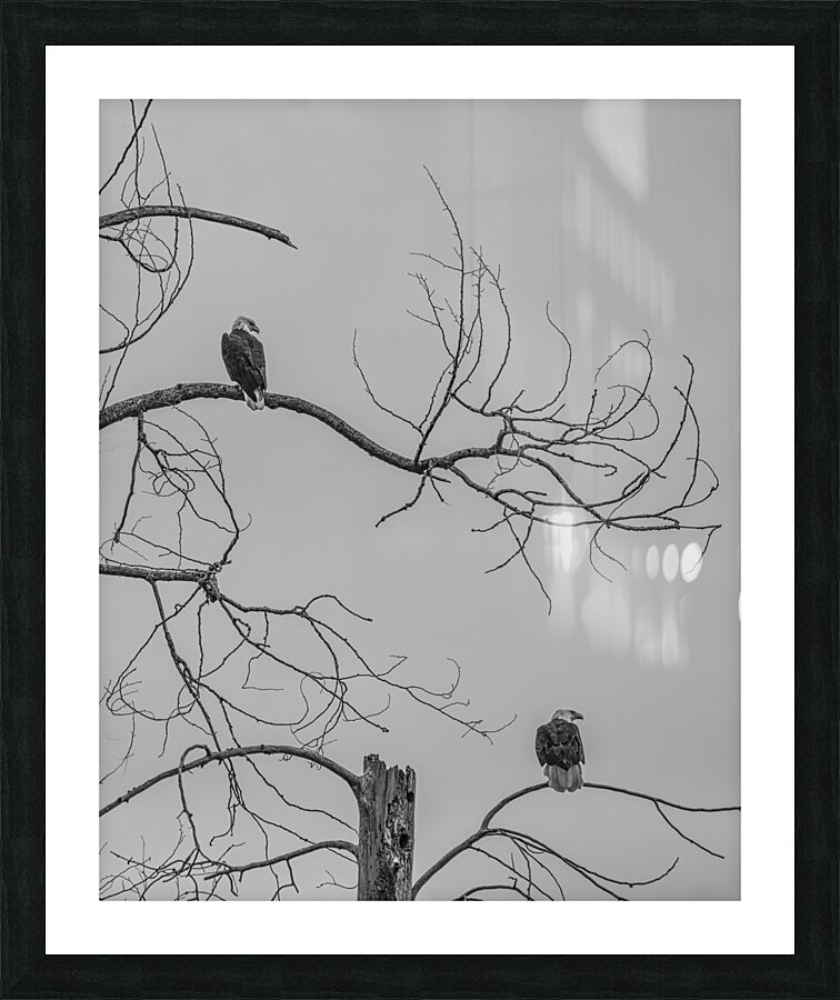 FS250209 TWO EAGLES TWOGETHER BW Picture Frame print