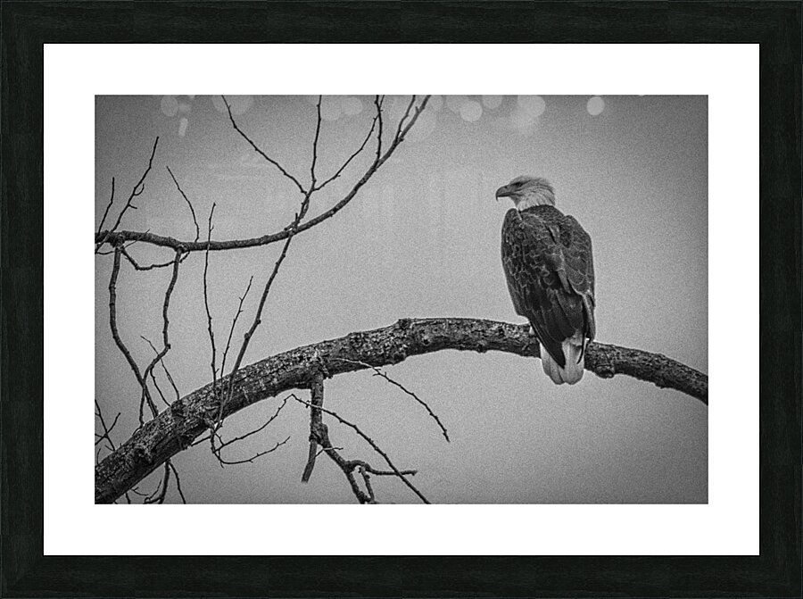 FS250209 ANTIQUE BW Picture Frame print