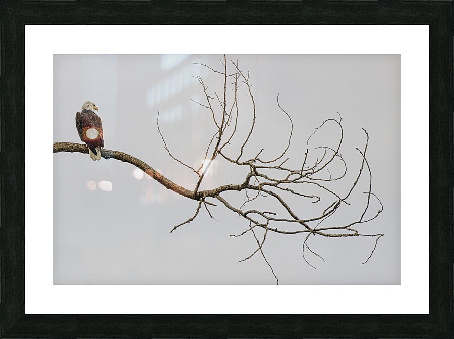 FS250209 AN EAGLE ON TREE CT2 Picture Frame print