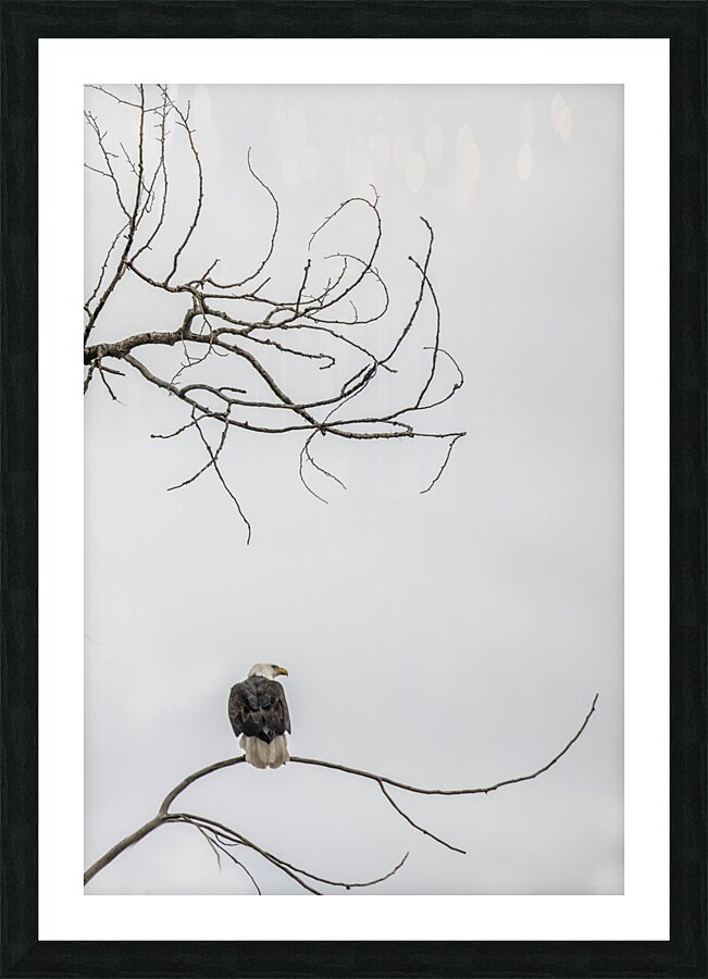 FS250209 EAGLE 5 Picture Frame print