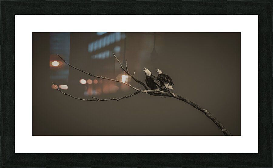 FS250211 EAGLES CALLING TONED Picture Frame print