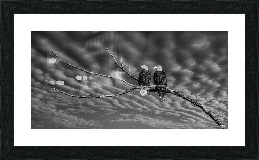 FS250211 EAGLES DW Edit Picture Frame print