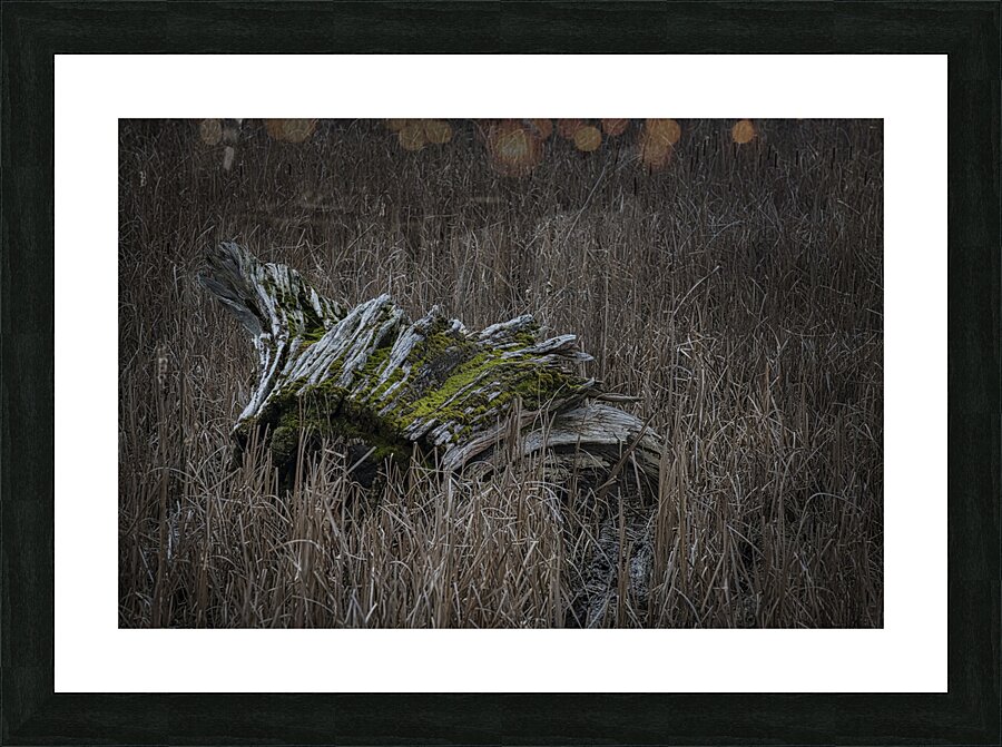 FS250314 ROOTS Picture Frame print