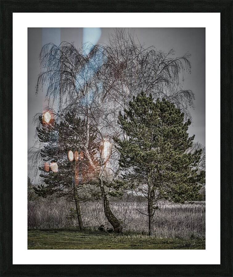 FS250326 THREE TREES 810 Picture Frame print