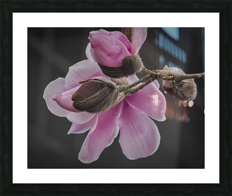 FS250402 BLOOMING Picture Frame print