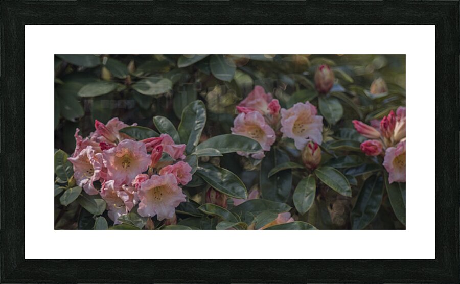 FS250422 SPRING FLOWERS Picture Frame print