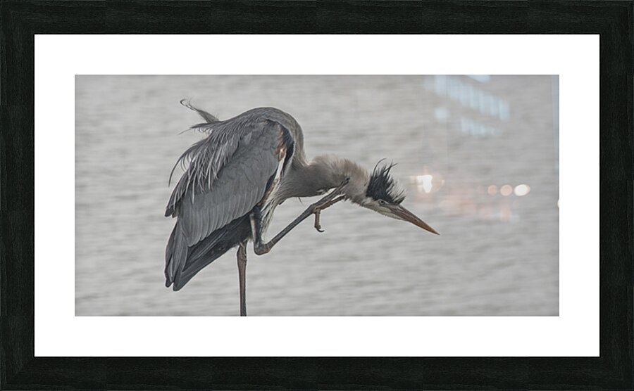 FS250409 HERON ITCHING Picture Frame print