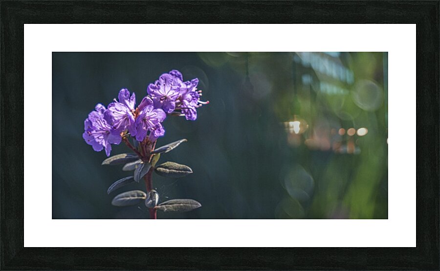 FS250422DW 2 Picture Frame print