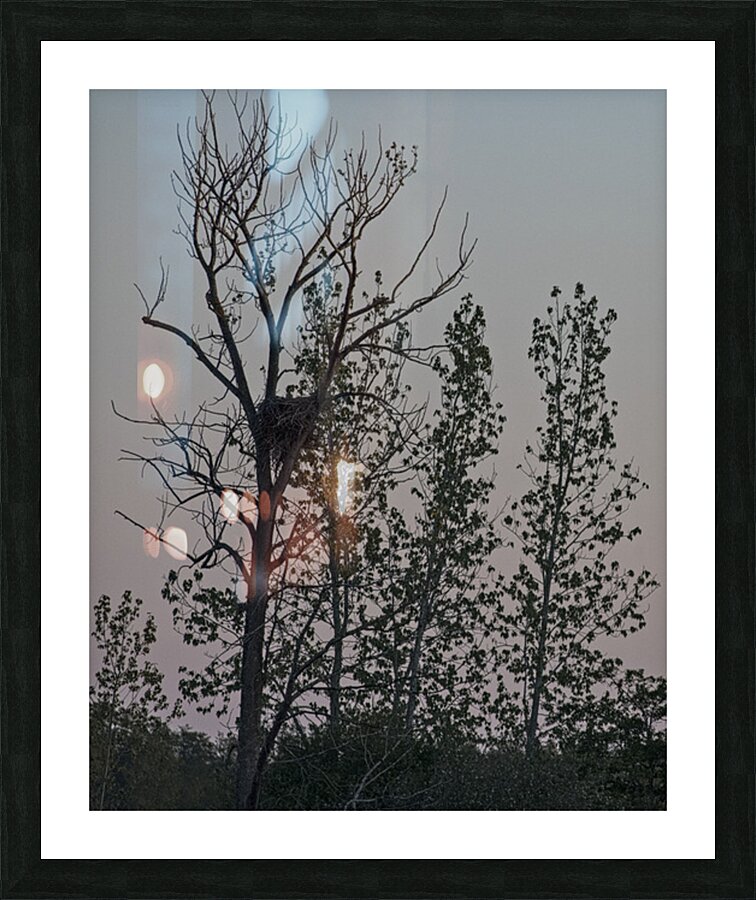 FS250504 EAGLE NEST Picture Frame print