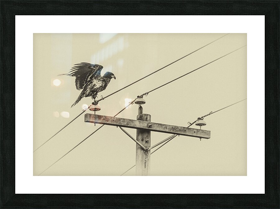 FS250223BW  EAGLE Picture Frame print